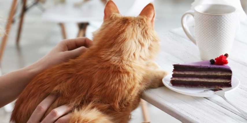 Come for coffee and leave with a kitten at the Sugar Kittens Cafe & Cattery.