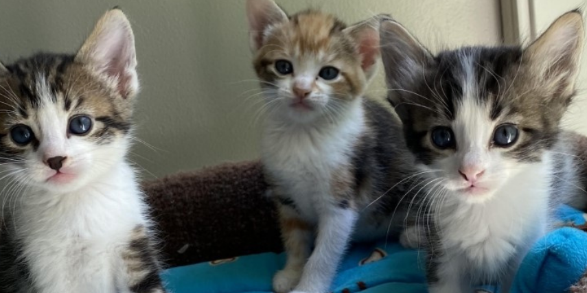 Find the perfect setting for getting to know a few kittens and decide which would make your perfect pet.