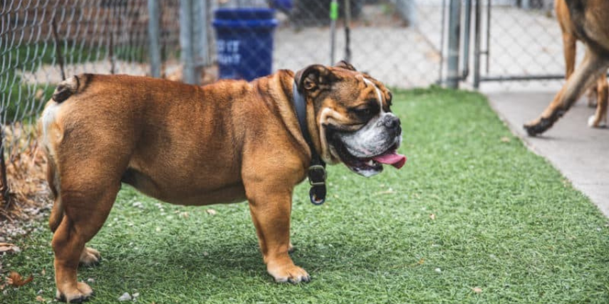 At Fantastic Fido's the staff treats every dog that walks through the door like it's their own pet.