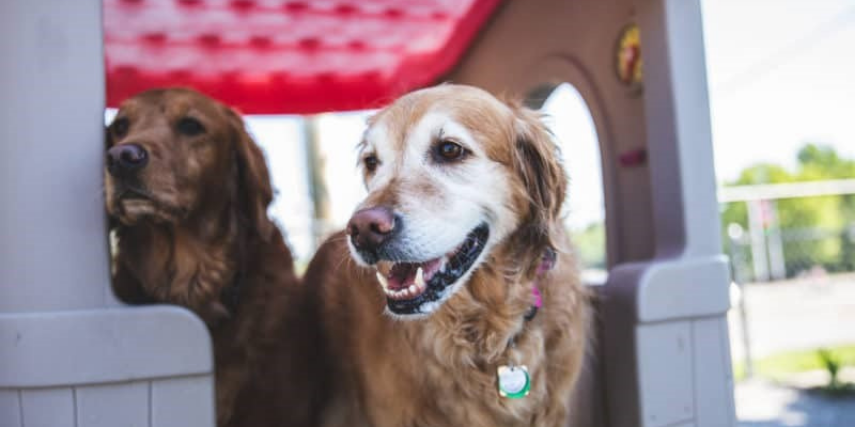 Fantastic Fido's has been under new ownership for five years, offering new ideas around building a community for dog owners. 