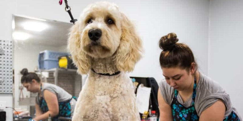 Fantastic Fido's is planning an upcoming 5th anniversary bash to celebrate the business and the pups they serve.
