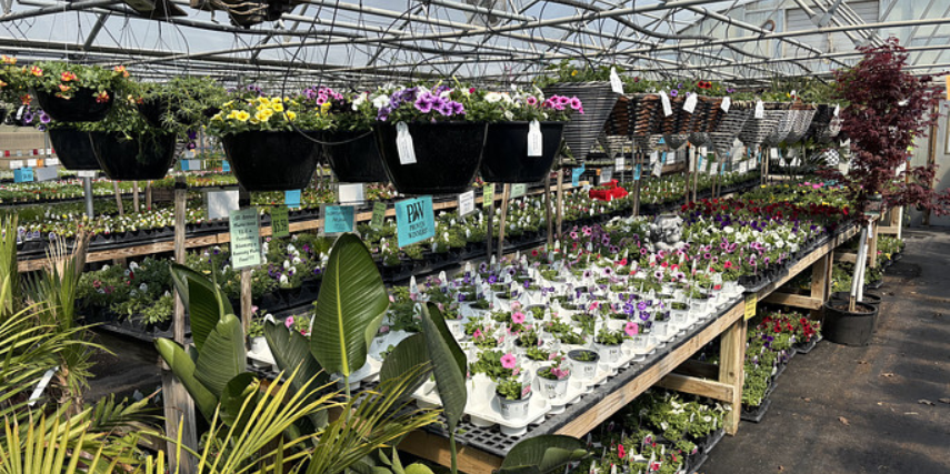 The interior of a greenhouse, with hanging plants, benches of seedlings and larger potted plants.